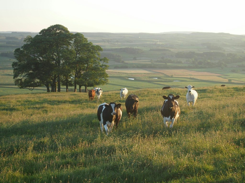Cattle walking through long grass on rolling English farmland in warm evening light