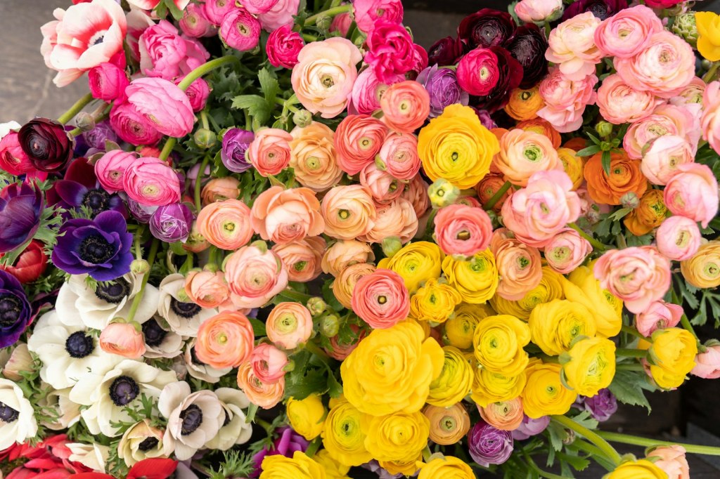 A wagonload of freshly harvested pink, yellow and white ranunculus and anemones on a flower farm